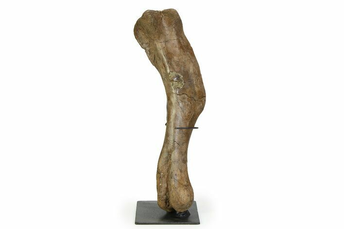 Fossil Lambeosaurus Humerus w/ Ceratopsian Tooth - Montana #350849
